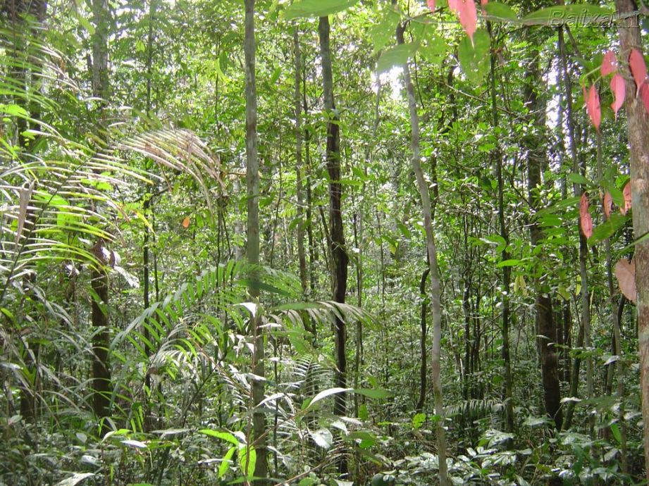 Selva amazónica (árboles, hojas, ramas...)