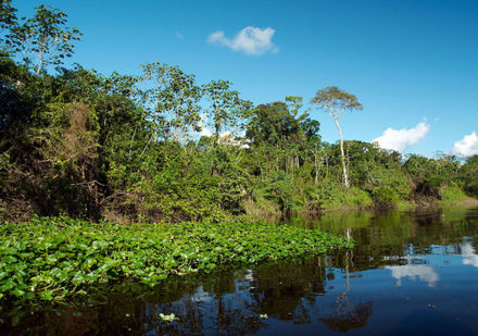 Vista de la selva amazónica